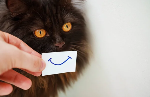 Funny Scottish Straight Cat Smile Card — Stock Photo, Image