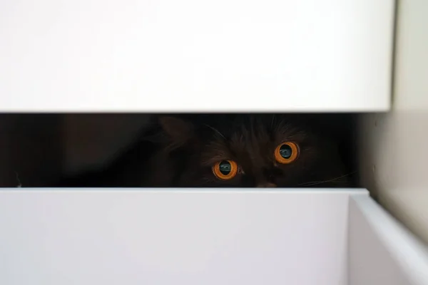 クローゼットの中に隠れているスコットランドのストレート猫 — ストック写真