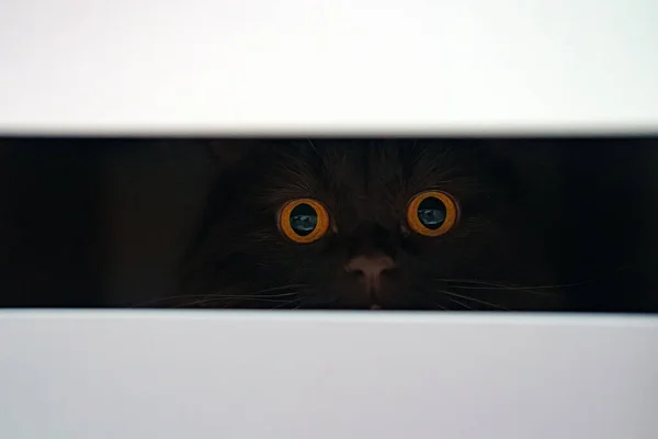 クローゼットの中に隠れているスコットランドのストレート猫 — ストック写真