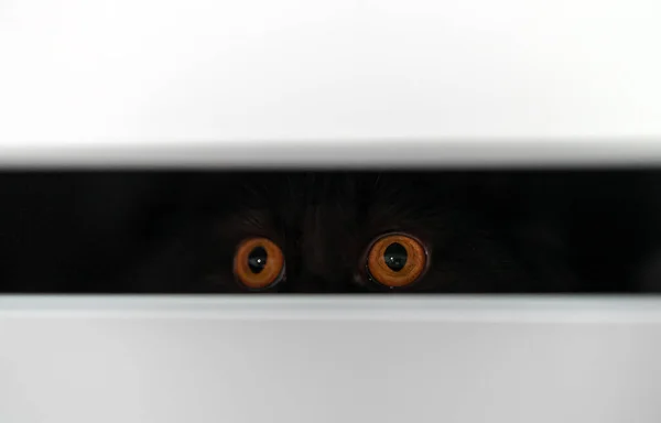 苏格兰纯正猫躲在壁橱里 — 图库照片