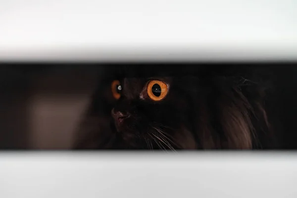 Scottish Straight Cat Hiding Closet — Stock Photo, Image