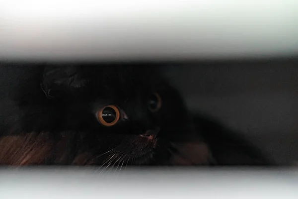 Szkocki Tak Kot Ukrywa Się Szafie — Zdjęcie stockowe