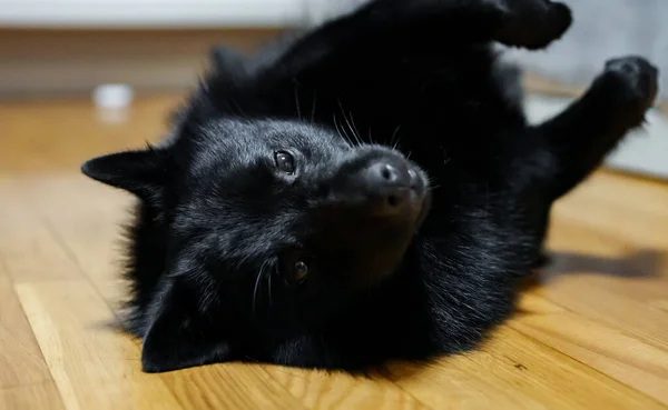 Retrato Cachorro Schipperke Bonito Descansando — Fotografia de Stock