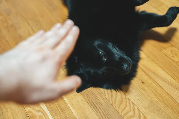 Der Mensch Trainiert Seinen Hund Lehrt Die Befehle — Stockfoto