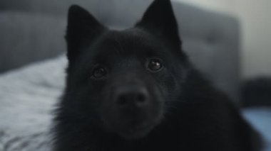 Meraklı Schipperke köpeğinin portresi.