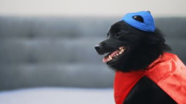 Schipperke 'ın Süper Kahraman Köpeğinin Portresi.