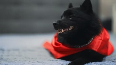 Schipperke 'ın Süper Kahraman Köpeğinin Portresi.