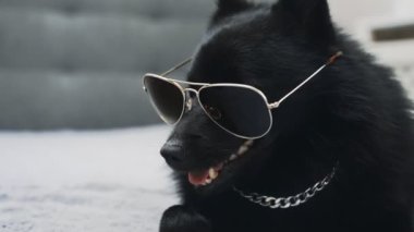 Gözlüklü Schipperke köpeği. Haydut yaşam konsepti.