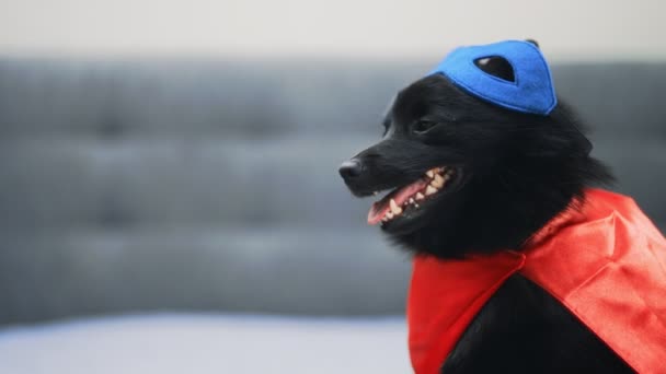 Schipperke Süper Kahraman Köpeğinin Portresi — Stok video