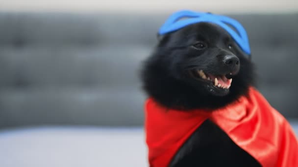 Porträt Schipperkes Superheldenhund — Stockvideo
