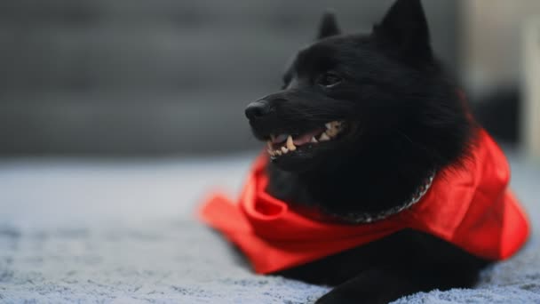 Schipperke Süper Kahraman Köpeğinin Portresi — Stok video