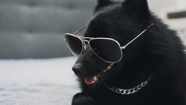 Cão Schipperke Óculos Conceito Vida Thug — Vídeo de Stock