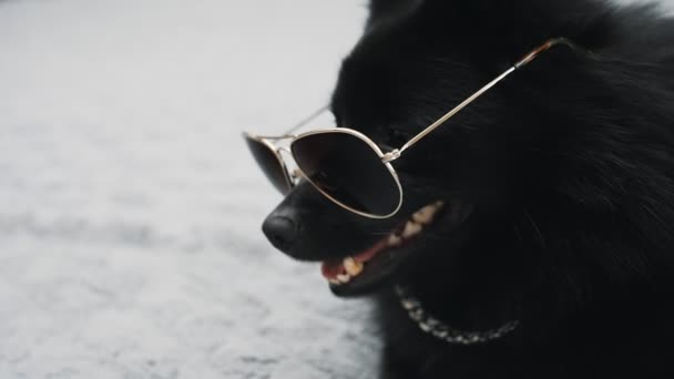Cão Schipperke Óculos Conceito Vida Thug — Vídeo de Stock