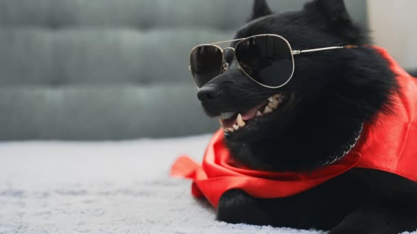 Gözlüklü Schipperke Köpeği Haydut Yaşam Konsepti — Stok video