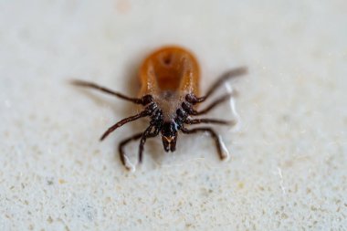 Ixodes persulcatus veya taiga tick makro fotoğraf.