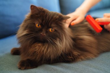 Kadın kediyi tarakla fırçalar..