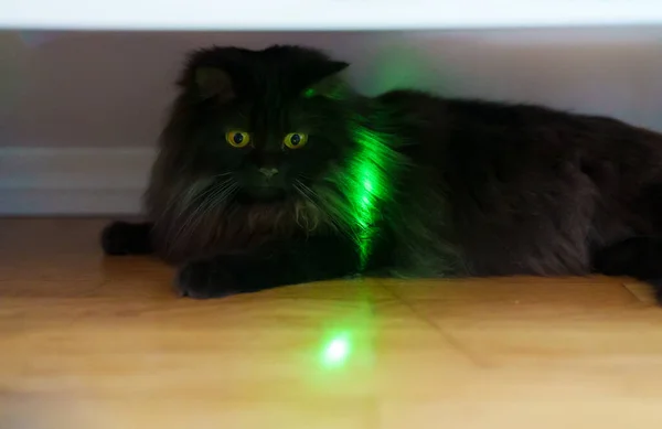 Skotská Přímá Kočka Hrající Laserovým Ukazovátkem — Stock fotografie