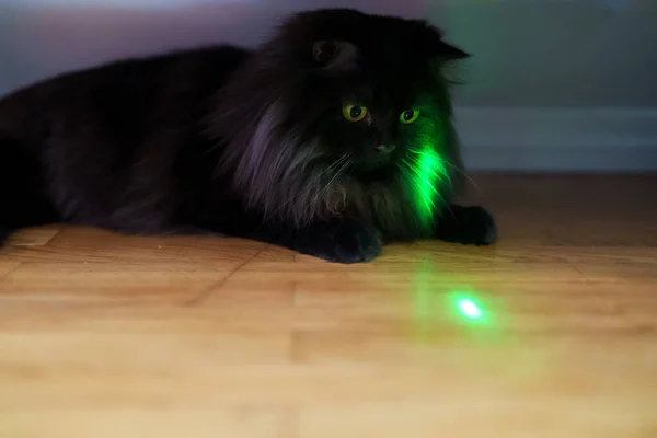 Scottish straight cat playing with laser pointer.