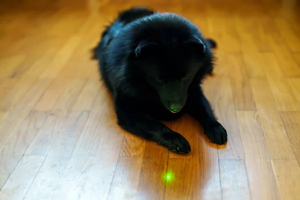 Schipperke dog playing with laser pointer.