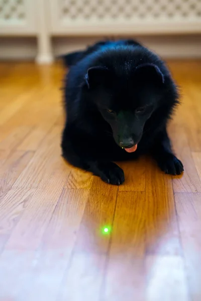 Schipperke dog playing with laser pointer.
