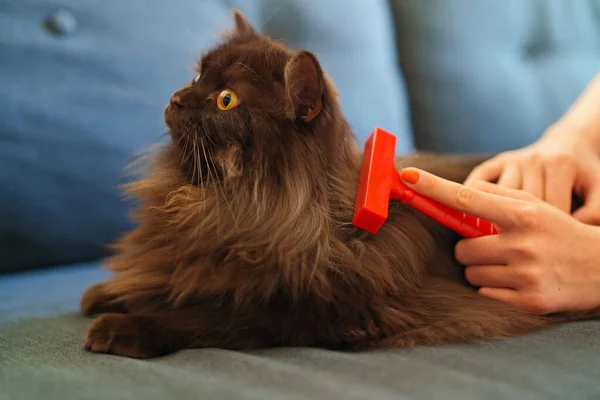 女人用梳子刷猫 — 图库照片