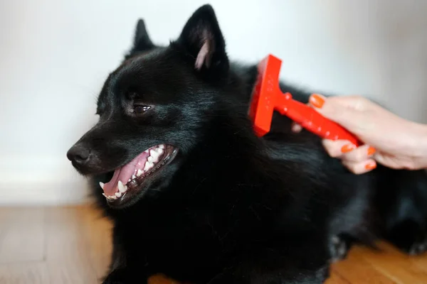 Woman brushes dog with a comb.