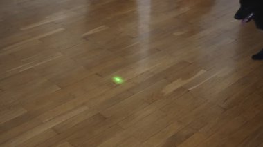 Schipperke köpeği lazer işaretleyiciyle oynuyor..