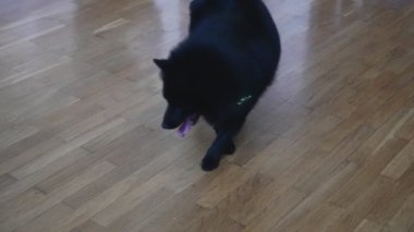 Schipperke köpeği lazer işaretleyiciyle oynuyor..