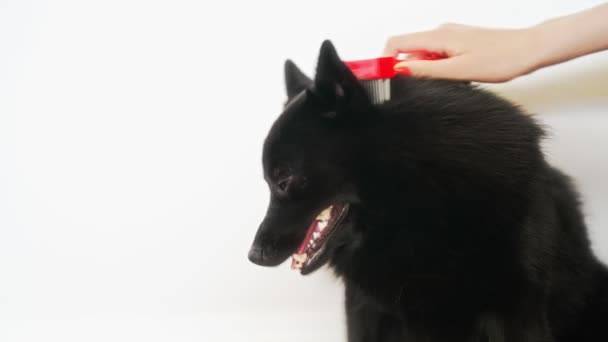 Жінка Чистить Собаку Гребінцем — стокове відео