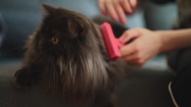 Wanita Menyikat Kucing Dengan Sisir — Stok Video