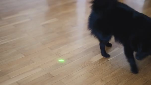 Schipperke Σκυλί Παίζει Δείκτη Λέιζερ — Αρχείο Βίντεο