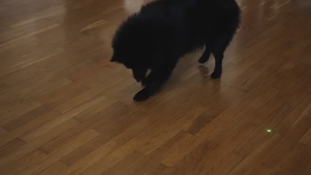 Pies Schipperke Bawi Się Wskaźnikiem Laserowym — Wideo stockowe