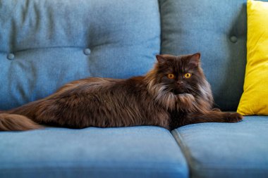 Uzun saçlı, düz kulaklı bir İskoç kedisi. Düz İskoçya.