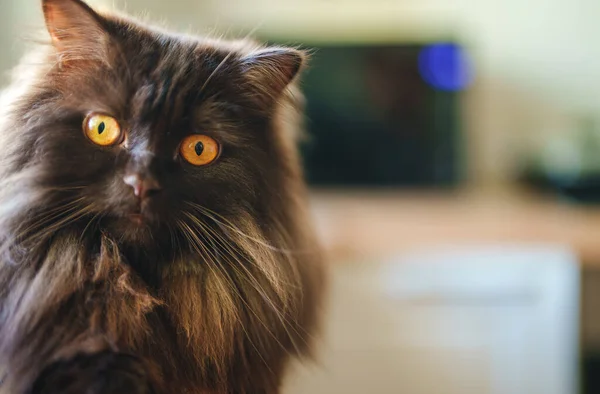 Skoç Uzun Saçlı Düz Kulaklı Kedi Selfie Çekiyor — Stok fotoğraf