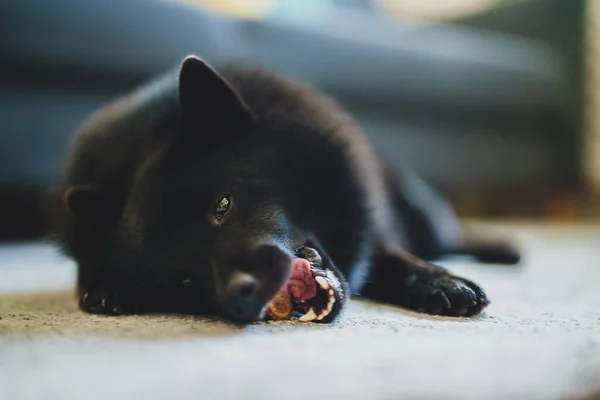 Schipperke Dog Eats Dog Bone Treats — Stock Photo, Image
