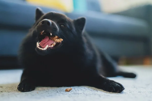Schipperke dog eats dog bone treats.