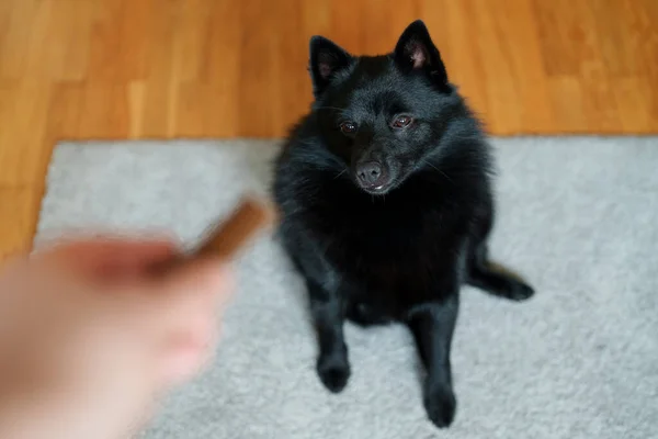Pies Czeka Smakołyk Szkolenie Psów — Zdjęcie stockowe