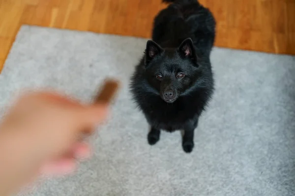 Hund Wartet Auf Leckerbissen Hundeausbildung — Stockfoto