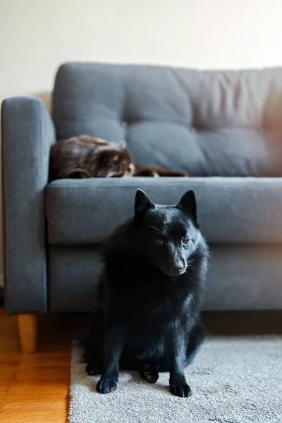 The dog guards the cat\'s sleep on the couch.