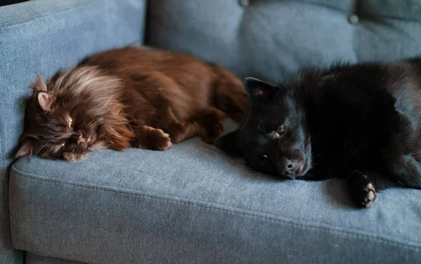 Собака Кошка Отдыхают Вместе Диване — стоковое фото