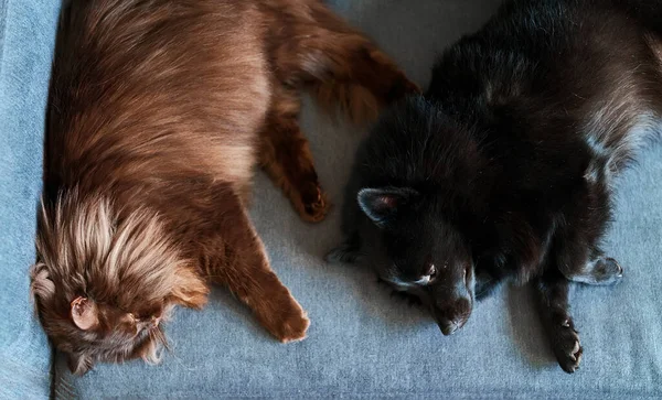狗和猫一起在沙发上休息 — 图库照片