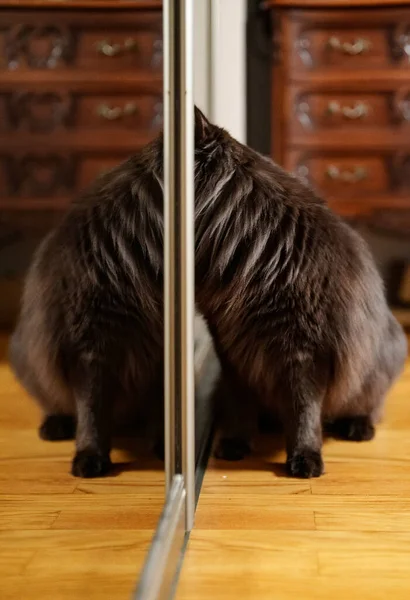 Curious Cat Climbs Closet — Stock Photo, Image