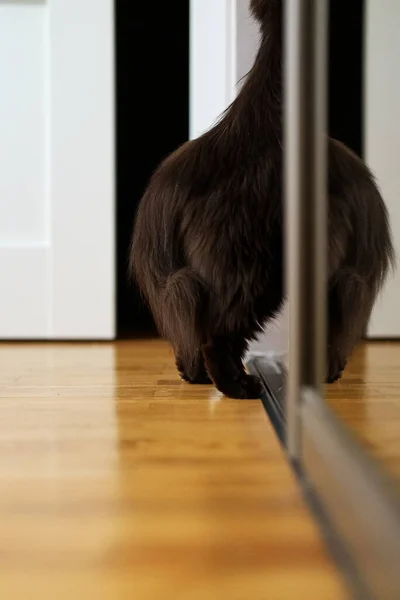 好奇心旺盛な猫がクローゼットに入り — ストック写真
