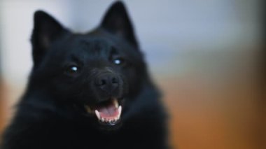 Evde Schipperke köpeğinin portresi.