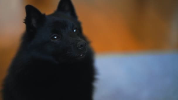 Портрет Собаки Шипперке Вдома — стокове відео