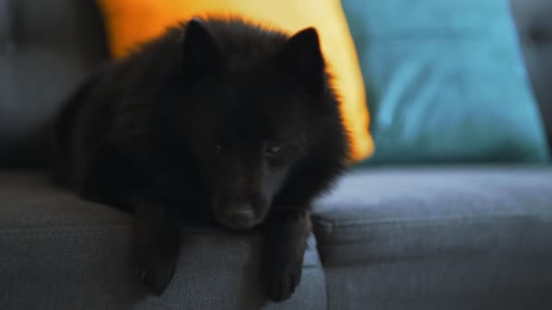 Porträtt Schipperke Hund Hemma — Stockvideo
