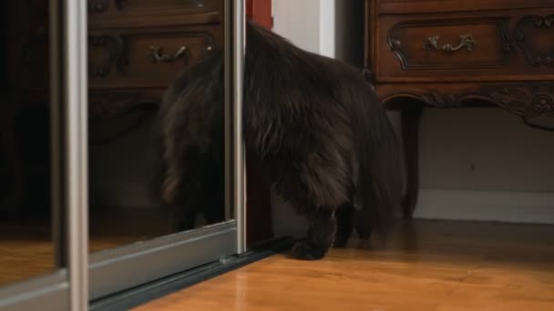 Neugierige Katze Klettert Den Schrank — Stockvideo