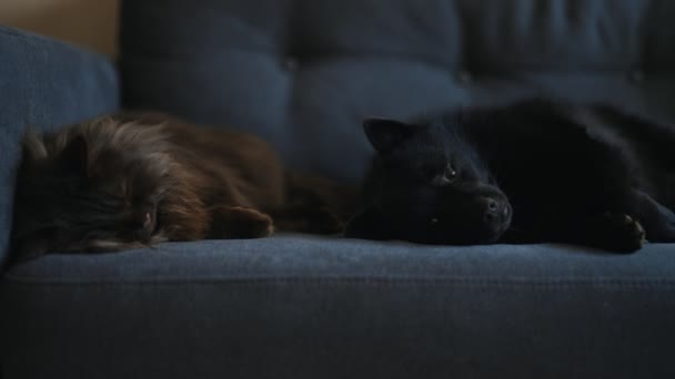 Köpek Kedi Kanepede Birlikte Dinleniyorlar — Stok video