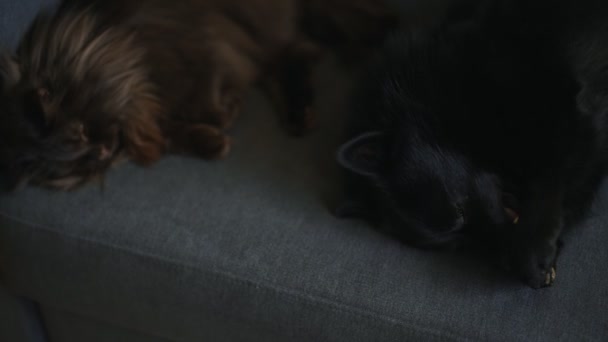 Hund Och Katt Kopplar Tillsammans Soffan — Stockvideo