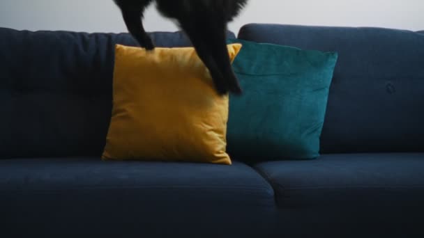 Katze Springt Auf Dem Sofa Schottische Langhaar Glattohrkatze — Stockvideo